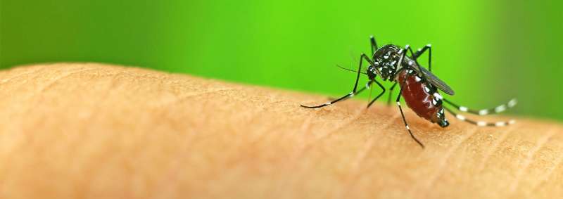 Silverfish Treatment