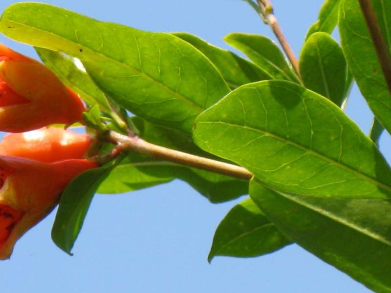 Smart Pest Monitoring Systems